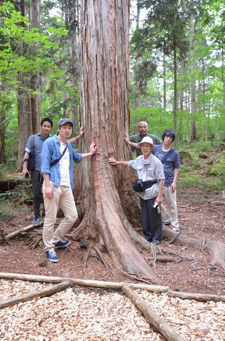 Material wood Japanese Cypress