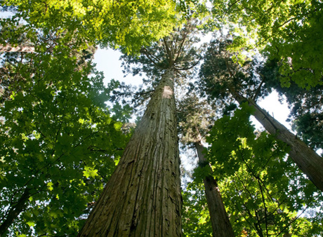 tanihata Japanese Cedar kumiko