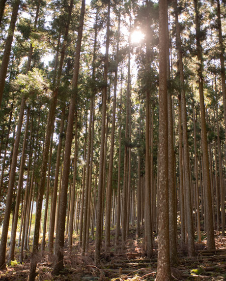 Yoshino Cedar forest