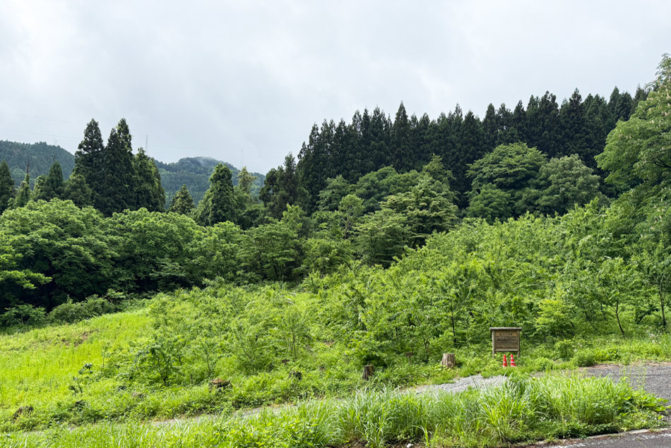 クロモジ採取　富山