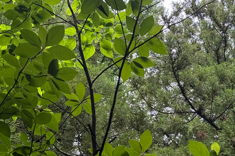 クロモジの葉　