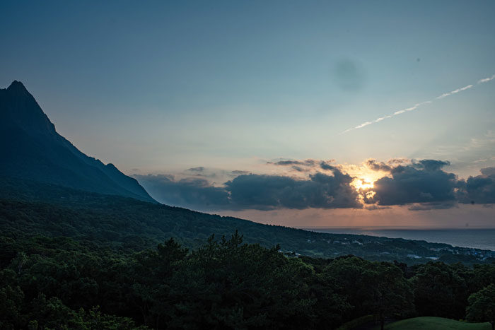 屋久島に自生する杉「屋久杉」について